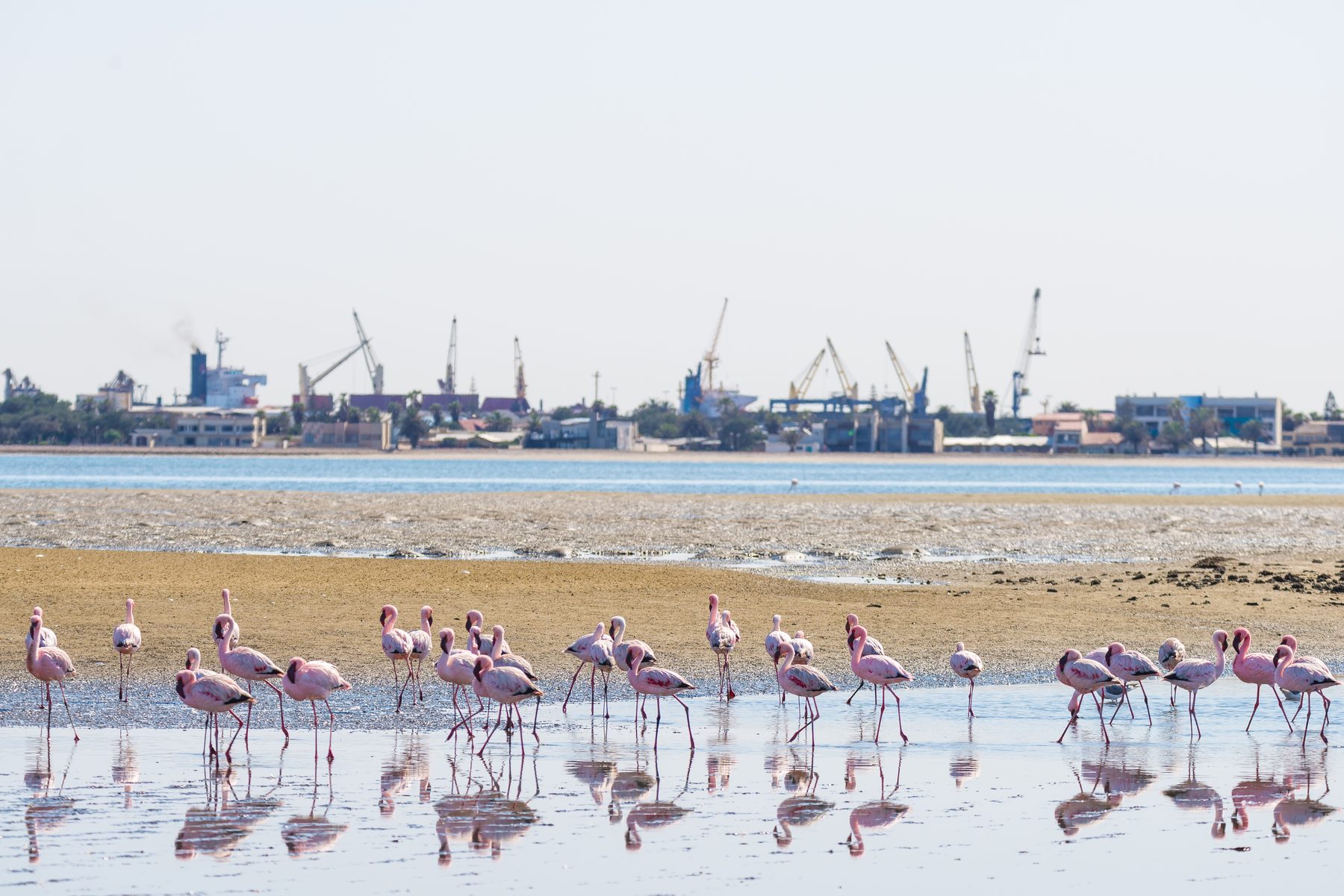 Flamingos in the lagoon at Walvis Bay with the working port behind them